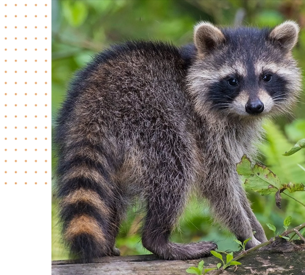 24/7 wildlife removal company in Greenville
