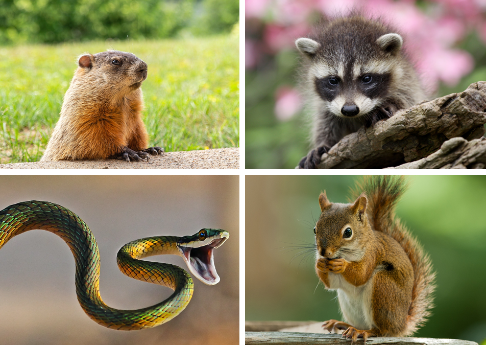 quality wildlife removal services in Greenwood