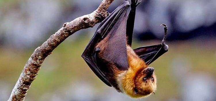 Monticello bats colony removal