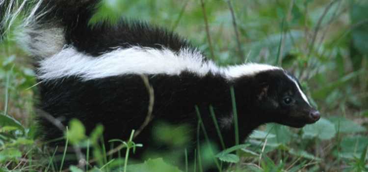 get rid of a skunk in your home in Greenville