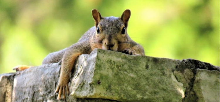 squirrel removal companies near me in Augusta Richmond County