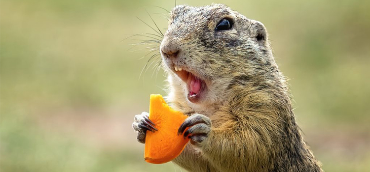 get rid of gophers in Greenwood