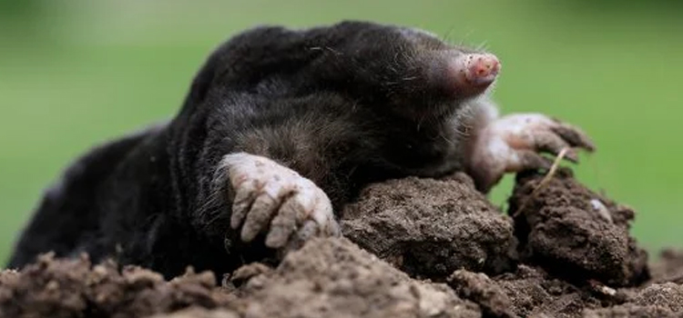 get rid of moles in the garden humanely in Atlanta
