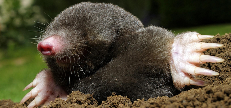 get rid of moles in Conway