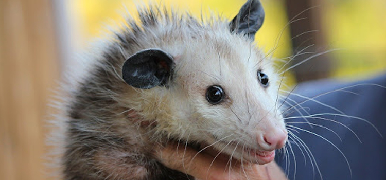 get rid of opossum under deck in Milton