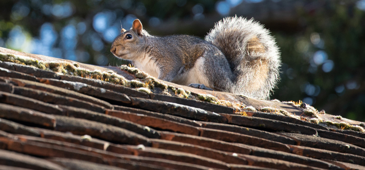 get rid of squirrels outside in Spring Hill