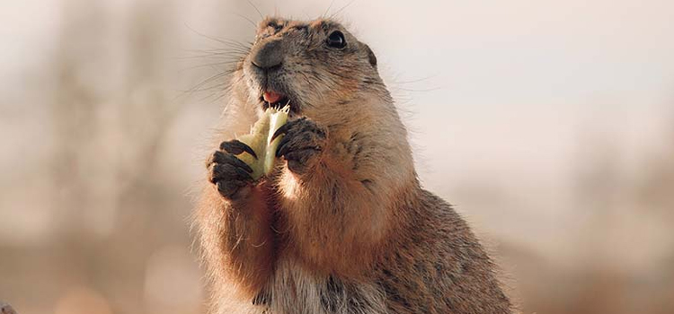 gopher removal companies near me in Bowling Green