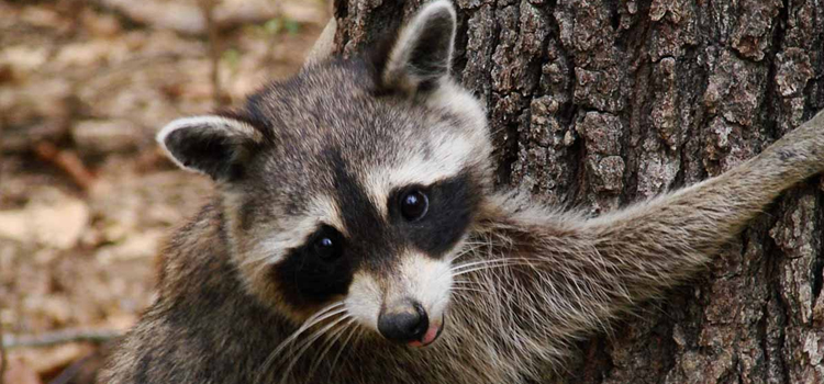 Jasper pest control for raccoon removal
