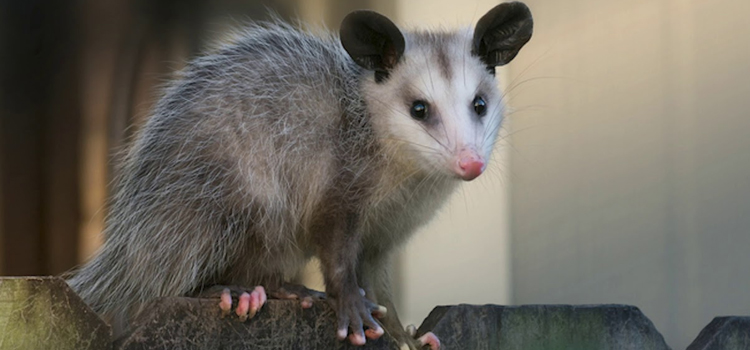 remove possums from your home in Williamsburg