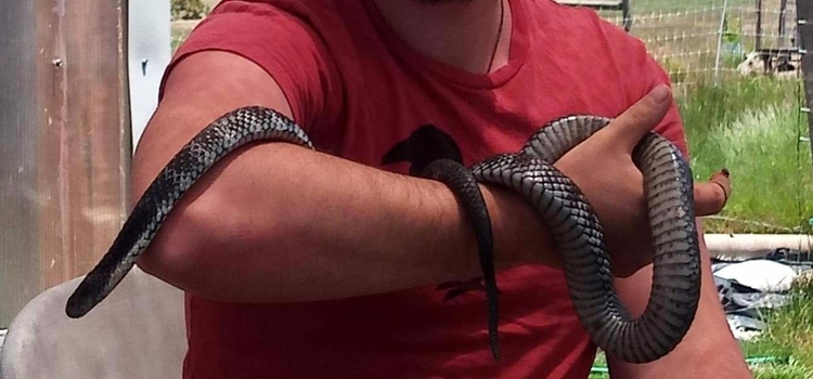 remove snakes under your house or deck in Highland Beach