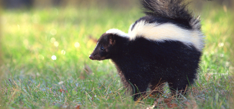 Perry skunk removal