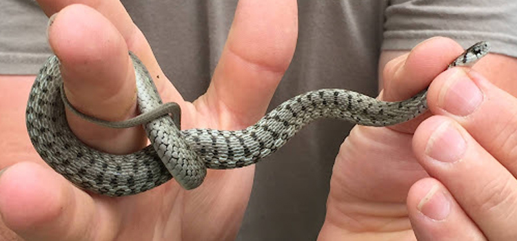 snake removal in Bowling Green