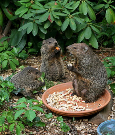 Campbell groundhog removal