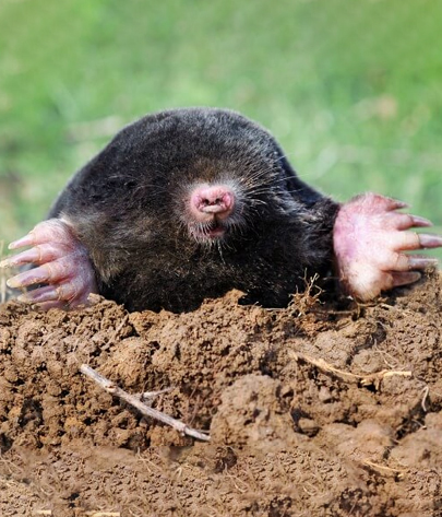 mole removal in Conway