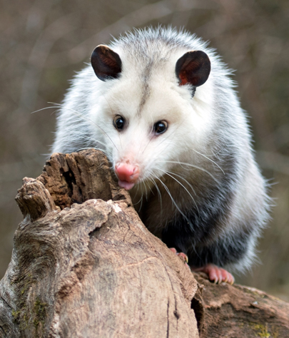 Oak Ridge opossum removal