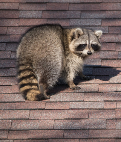 raccoon removal in Oak Ridge