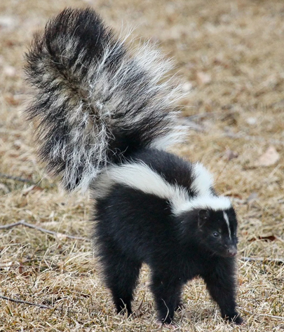 skunk removal in Odessa