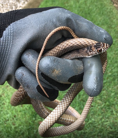 Greenville snake removal