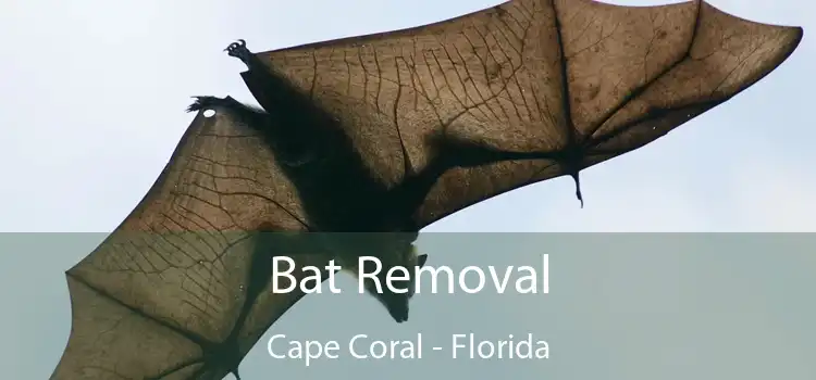 Bat Removal Cape Coral - Florida