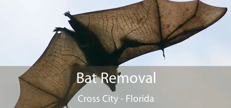 Bat Removal Cross City - Florida