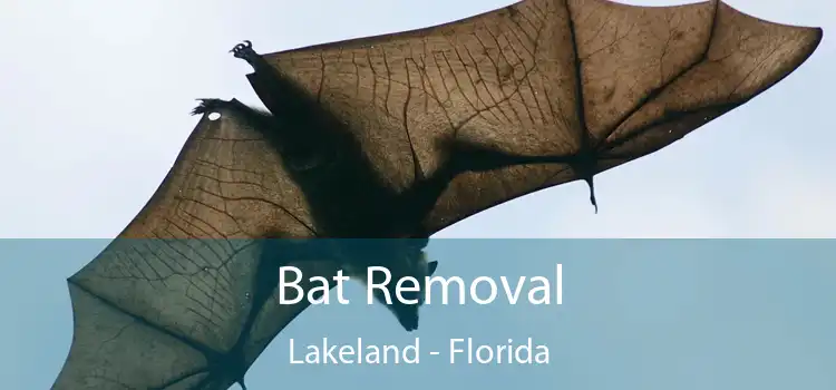 Bat Removal Lakeland - Florida