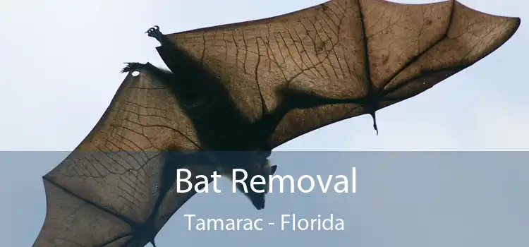 Bat Removal Tamarac - Florida