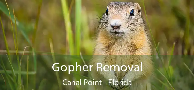 Gopher Removal Canal Point - Florida