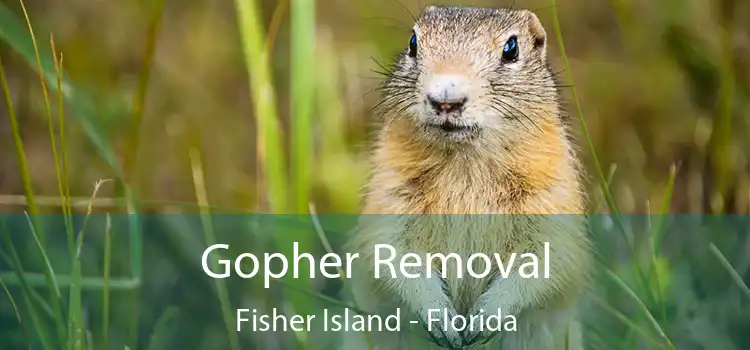 Gopher Removal Fisher Island - Florida