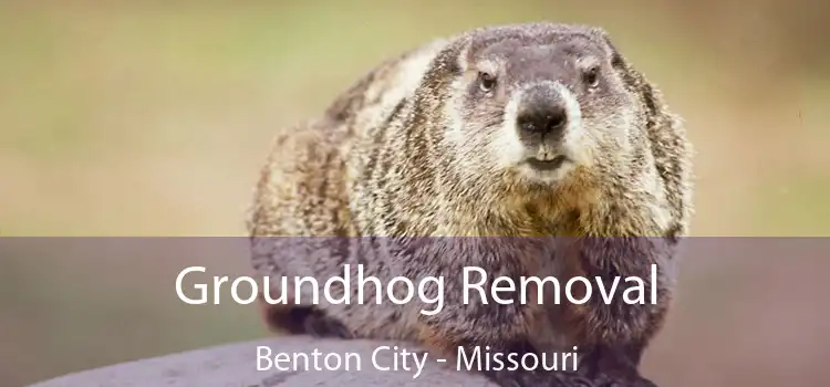 Groundhog Removal Benton City - Missouri