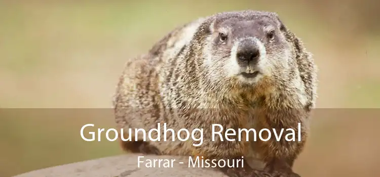 Groundhog Removal Farrar - Missouri