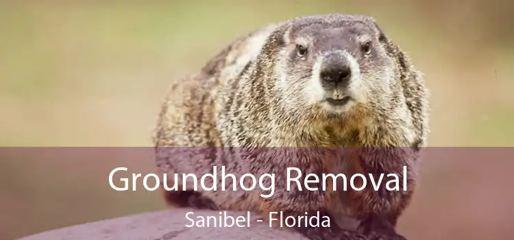 Groundhog Removal Sanibel - Florida