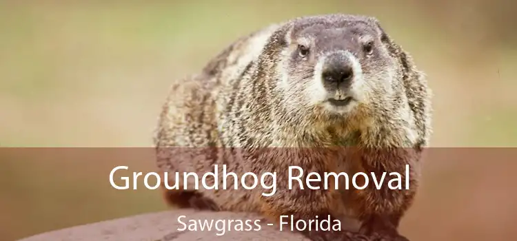 Groundhog Removal Sawgrass - Florida