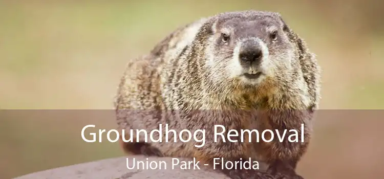 Groundhog Removal Union Park - Florida