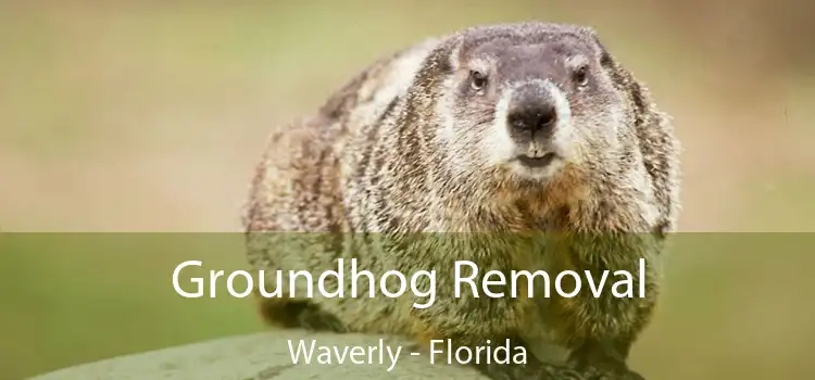 Groundhog Removal Waverly - Florida