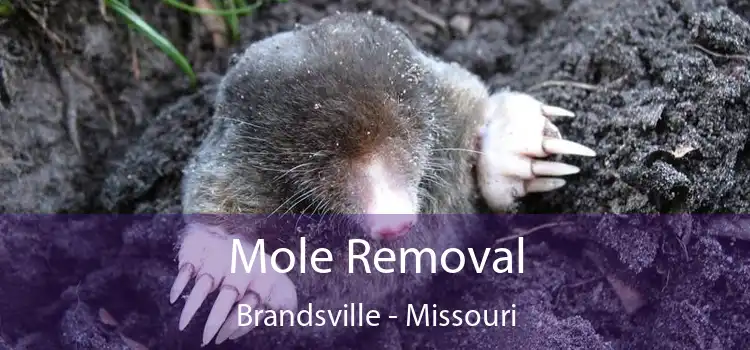 Mole Removal Brandsville - Missouri