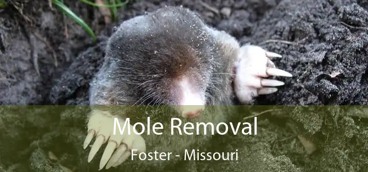 Mole Removal Foster - Missouri