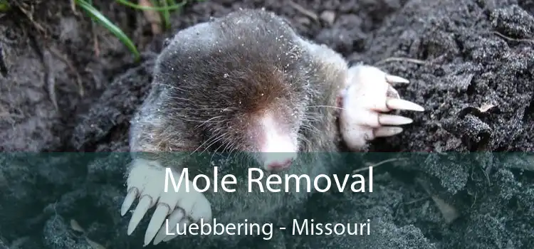 Mole Removal Luebbering - Missouri