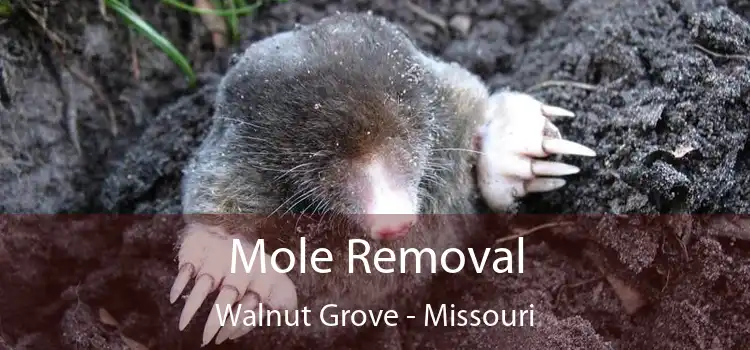 Mole Removal Walnut Grove - Missouri