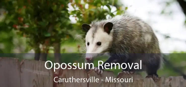 Opossum Removal Caruthersville - Missouri