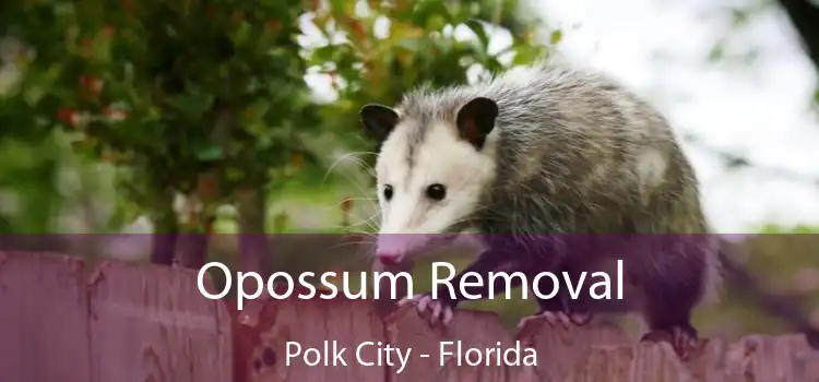 Opossum Removal Polk City - Florida