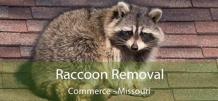 Raccoon Removal Commerce - Missouri