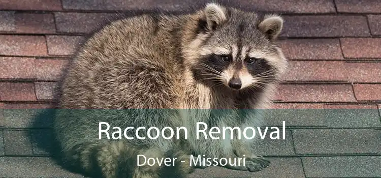 Raccoon Removal Dover - Missouri