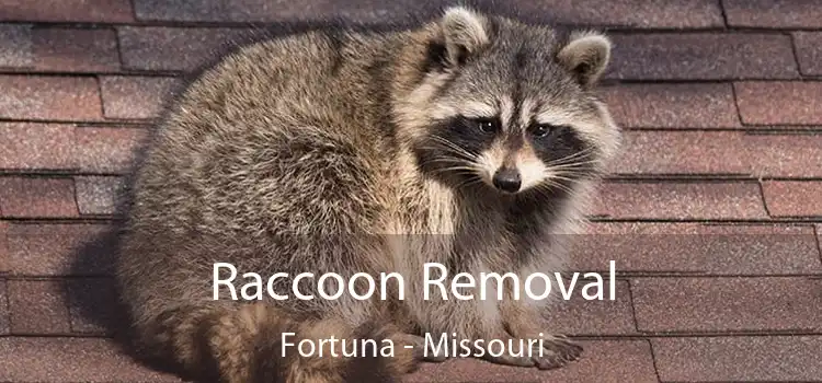 Raccoon Removal Fortuna - Missouri