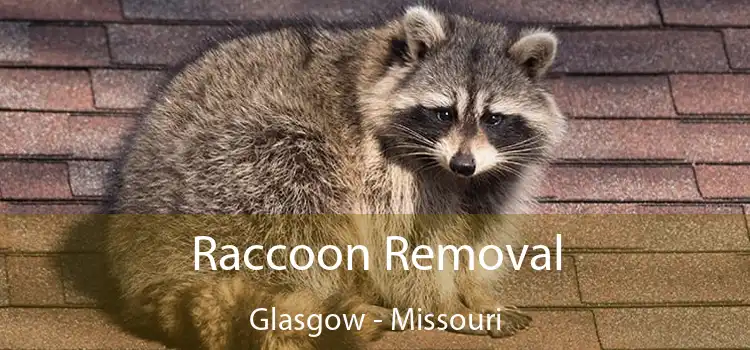 Raccoon Removal Glasgow - Missouri