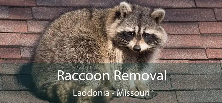 Raccoon Removal Laddonia - Missouri