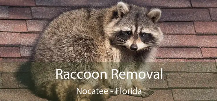 Raccoon Removal Nocatee - Florida