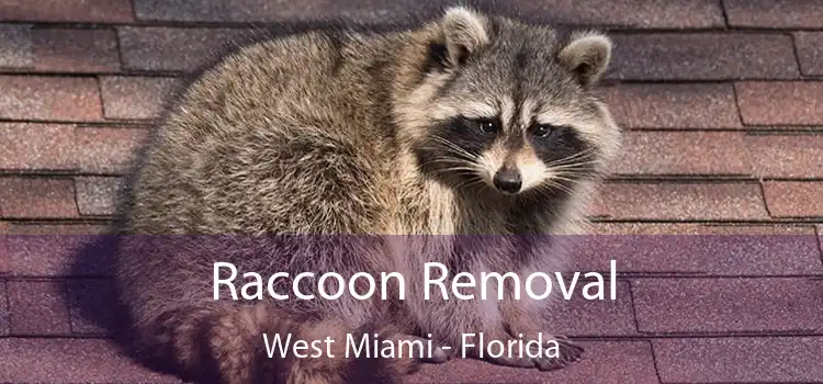 Raccoon Removal West Miami - Florida