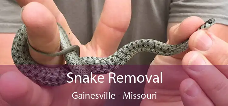 Snake Removal Gainesville - Missouri