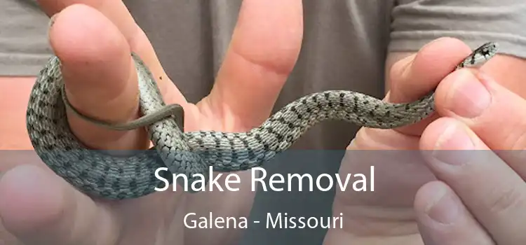 Snake Removal Galena - Missouri