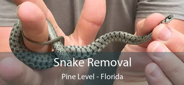 Snake Removal Pine Level - Florida